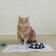 Metal bowl for a cat with a non -slip base “I want to eat”, 235 ml, 15x3.5 cm