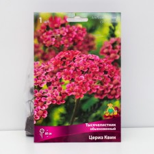 Yarrow 