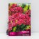 Yarrow "Ordinary Cerise Quin", 1 pc, rr I, spring 2025