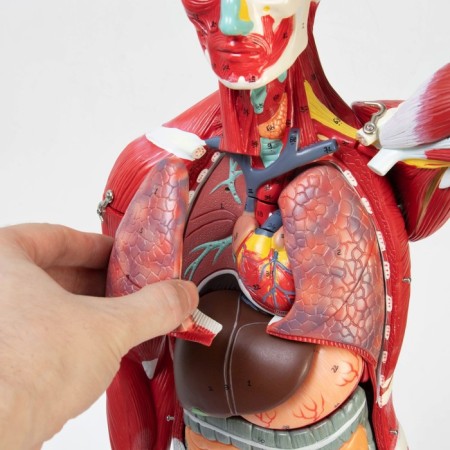The layout "The body of a person, muscles, internal organs", collapsible 78cm-5