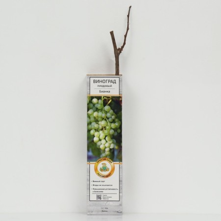 Fruit grapes "Bianka" 1 pc, tube, spring 2025