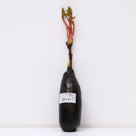 Pion tree pion (vaccinated on grassy) "wealth and title", 1 pc, tube, spring 2025-2