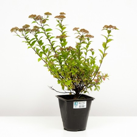 Spirea Japanese darts ed, C2 pot, H10-50 height, 1 pc, summer 2024-1