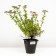 Spirea Japanese darts ed, C2 pot, H10-50 height, 1 pc, summer 2024