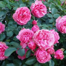 Seedling rose 