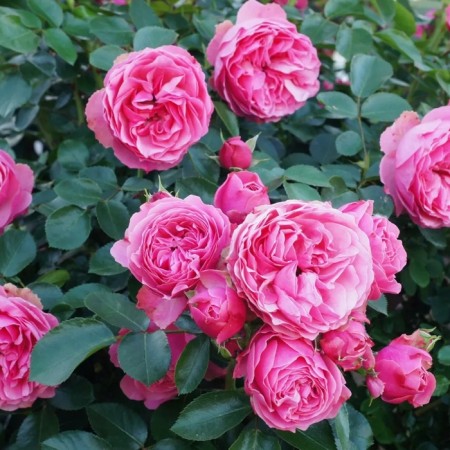 Seedling rose "Leonardo da Vinci", tube, spring 2025