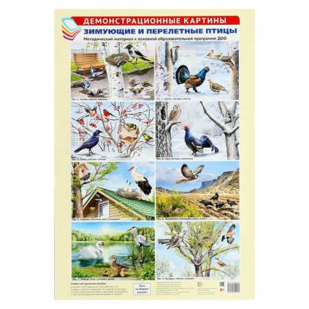 Demonstration paintings A3 "Wintering and migratory birds" Methodical material