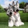 Garden figure "Husky puppies" 45x40x31cm