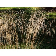 Lugovik Turnie (pike) Goldshleer, C5 pot, H10-50 height, 1 pc, summer 2024