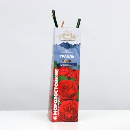 Rosa seedling graal Spring 2024, 1 pc.