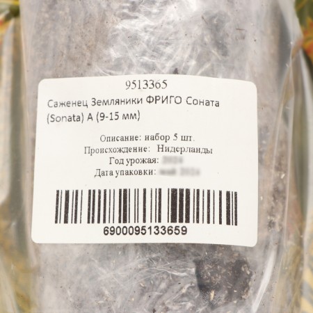 Strawberry Frigoro Sonata seedling (Sonata) a (9-15 mm), 5 pcs-3
