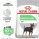 Dry food RC mini digestive Care for small dogs with sensitive gastrointestinal tract, 3 kg