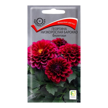Georgin's flowers stunted "Baroque violet", 0.1 gr