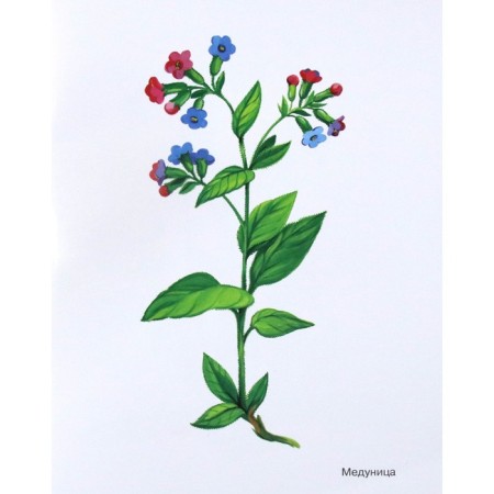 Flowers in pictures. A visual aid for teachers, speech therapists, educators and parents-3