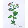 Flowers in pictures. A visual aid for teachers, speech therapists, educators and parents