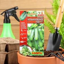 Seeds of cucumber 