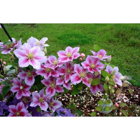 Clematis large-flowered pyel, s2 pot, n20-40 height, 1 pc, summer 2024
