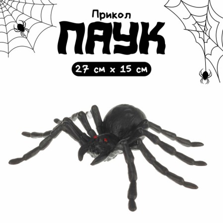 Spider shiny, black color, medium, on the substrate