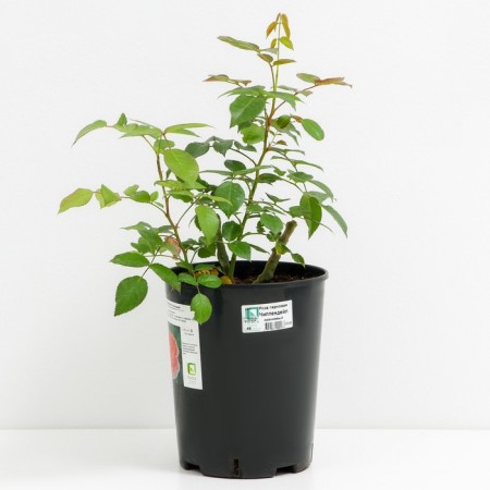 Rose Park Chippendale, C3.5 pot, H25-45 Height, 1 pc, summer 2024-1