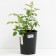 Rose Park Chippendale, C3.5 pot, H25-45 Height, 1 pc, summer 2024