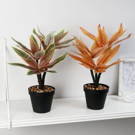 Bonsai in the pot "Tradescantia Color" 10x26 cm, mix-2