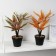 Bonsai in the pot "Tradescantia Color" 10x26 cm, mix