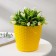 Pot for flowers with the Podon "Rotan", 2 l, the color is yellow