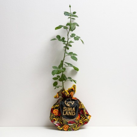 Seedling rose Antik, climbing, pot 2 l., Summer 2024-1