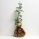 Seedling rose Antik, climbing, pot 2 l., Summer 2024