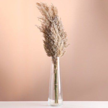 Set of dried flowers "reed", banch length 65 (+/- 6 cm), natural