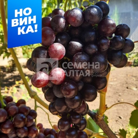 Early grapes (110-118 days) Ali Baba