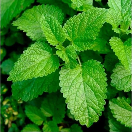 Melissa medicinal, lemon, c1.5 pot, 1 pc, summer 2024
