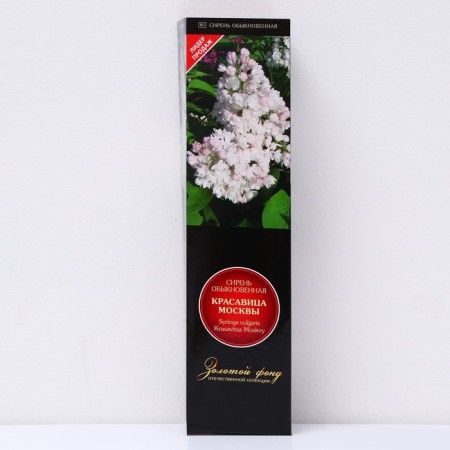 Ordinary Lilac "Beauty Moscow" 1 pc, tube, spring 2025