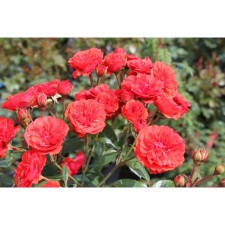 Seedling rose miniature 
