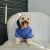 Single-fat sweatshirt for dogs (foot with a hose), size S (DS 24, Osh 33-37, OG 42-44), blue
