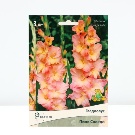 Gladiolus large-flowered "Pink Soledo", district 10/12, 3 pcs