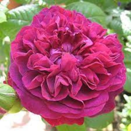 Park Rosa seedling "William Shakespeare", 1 pc, spring 2024