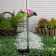 Garden lamp on the sunny battery "Lotus", 70 cm, 1 LED, glow of multi (RGB)