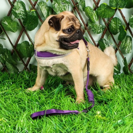 Soft harness kit, leash 120 x 1 cm with a swivel, s, Osh 26-67 cm, og 26-67 cm, purple-6