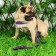 Soft harness kit, leash 120 x 1 cm with a swivel, s, Osh 26-67 cm, og 26-67 cm, purple