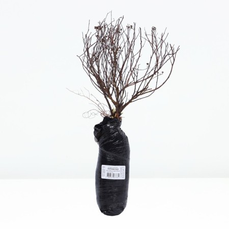 Japanese spirea (Northern Garden series) "Albiflora", 1 pc, tube, spring 2025-2