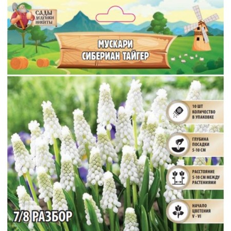 Muscari Siberian Tiger, rr 7/8, 10 pcs, autumn 2024