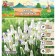Muscari Siberian Tiger, rr 7/8, 10 pcs, autumn 2024