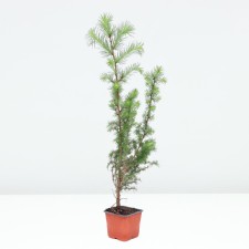Japanese larch (p9)