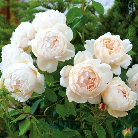 Seedling rose Vollerton Old Hall, English, pot 2 l., Summer 2024