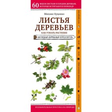 Leaves of trees. How to find out the plant. Kutsenko M.