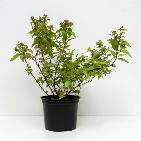 Spirea Japanese Kandlite, C2 pot, H10-50 height, 1 pc, summer 2024-1