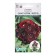 Flower seeds cloves bearded sweat Black Cherry, 5 dragees