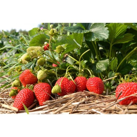 Strawberry seedlings of Frigo San Andreas A (9-15 mm), p9 pot