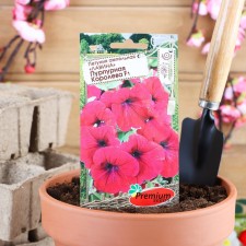 Petunia flowers ampelous 